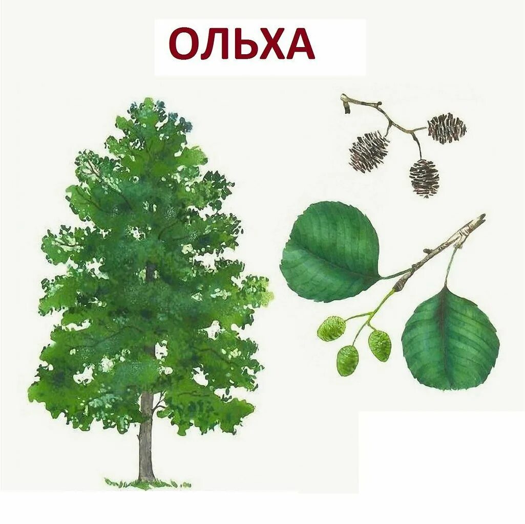 Картинки разных деревьев для детей. Название деревьев для дошкольников. карточки деревья для детей. деревья и их листья. карточки деревьев для детского сада.