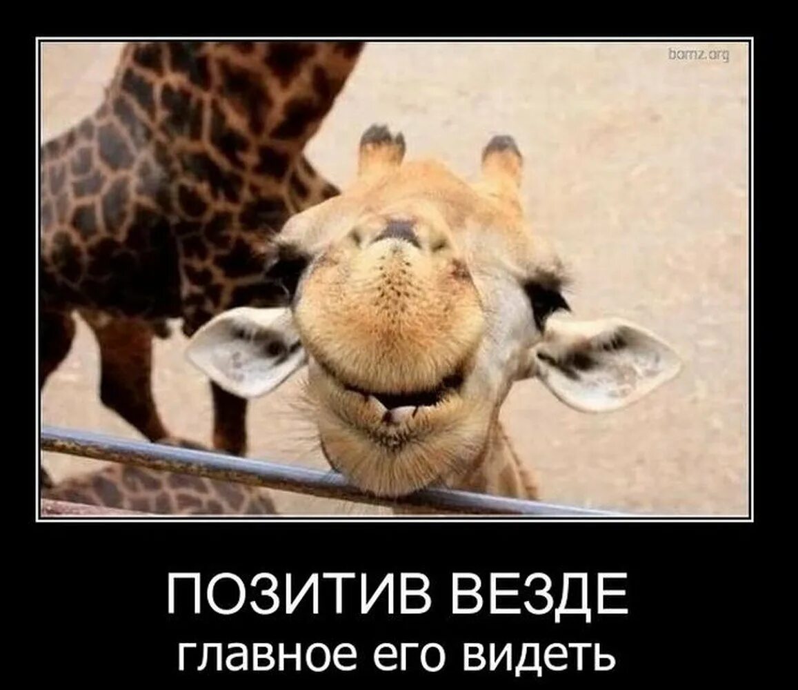 Позитивное настроение юмор. Демотиваторы хорошего настроения. демотиваторы про настроение. позитив для поднятия настроения. добрые демотиваторы и позитивные.