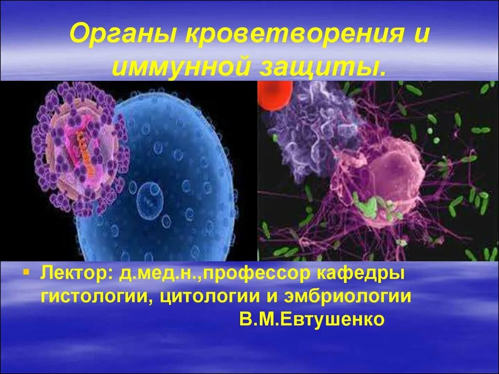 Органы кроветворения и иммунной защиты. Периферические органы кроветворения и иммунной системы. Система органов кроветворения и иммунной защиты. Органы кроветворения и иммуногенеза.