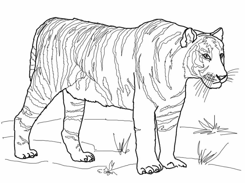 Тигр. Раскраска. Тигр раскраска для детей. Раскраска "Дикие животные". Раскраски тигра для детей. Распечатать раскраску диких животных