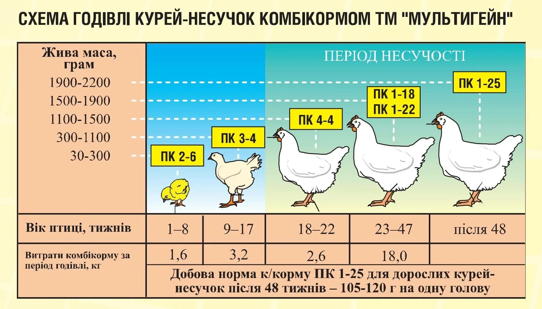 Сколько держат несушек