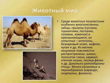 Какие животные есть в пустыне и полупустыне