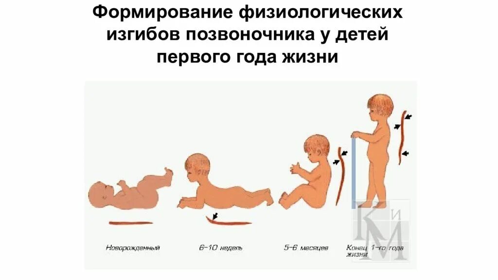 До скольки формируется человек. Возрастные периоды формирования изгибов позвоночника. Формирование физиологических изгибов позвоночника. Формирование изгибов позвоночника у ребенка первого года. Физиологические изгибы позвоночника у детей.