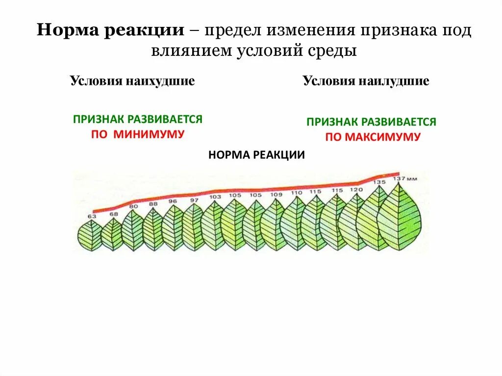 Нормы реакции бывают