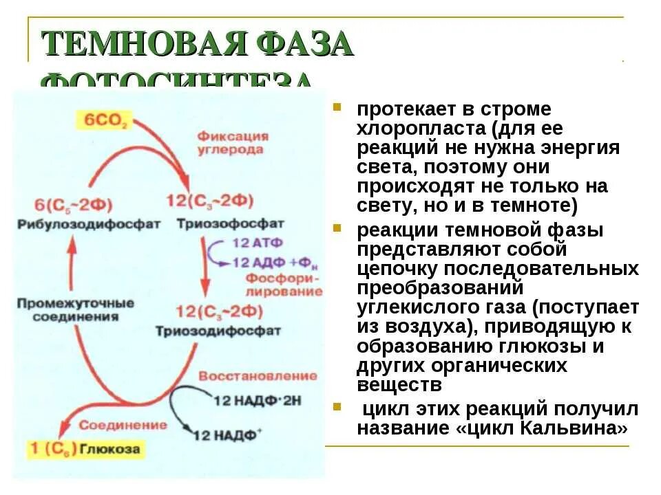 Реакции темновой фазы протекают