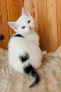 Котята пятнышками