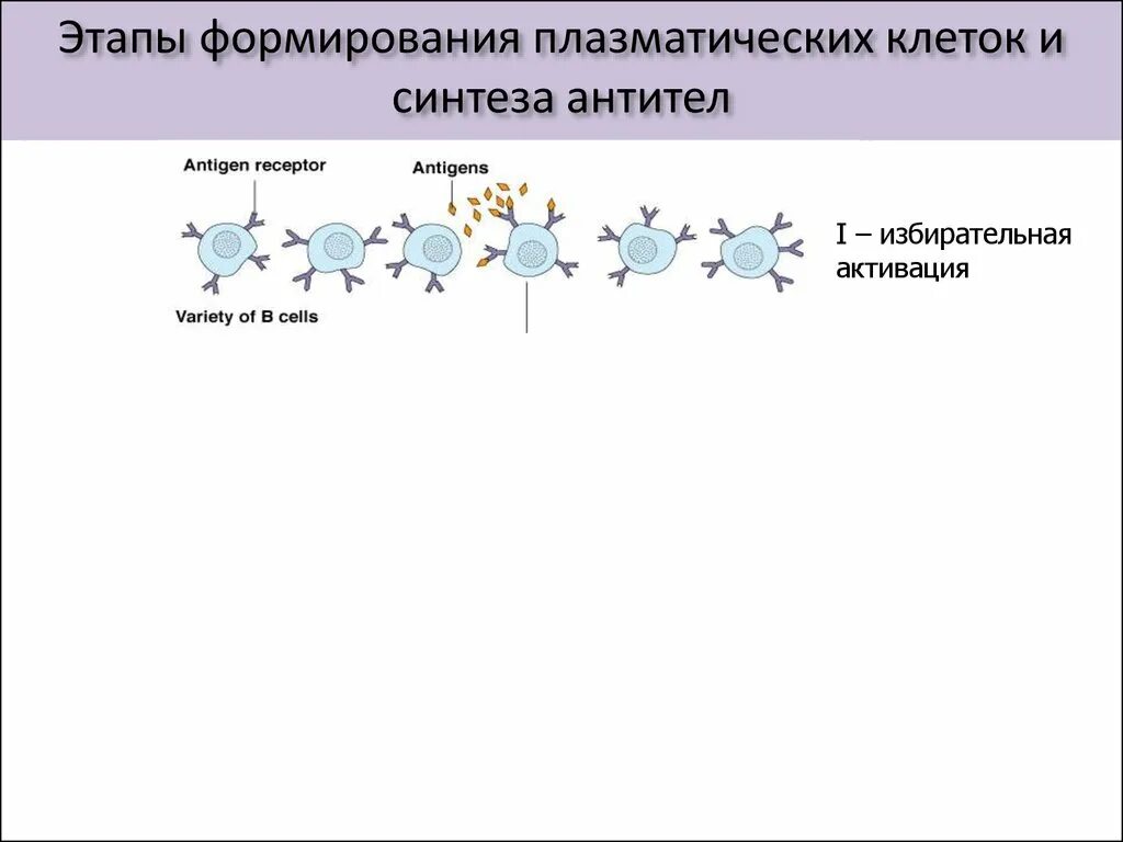 Синтезировали антитела. Этапы синтеза и секреции антител. активация синтеза антител. клетки синтезирующие антитела. образование плазматических клеток.