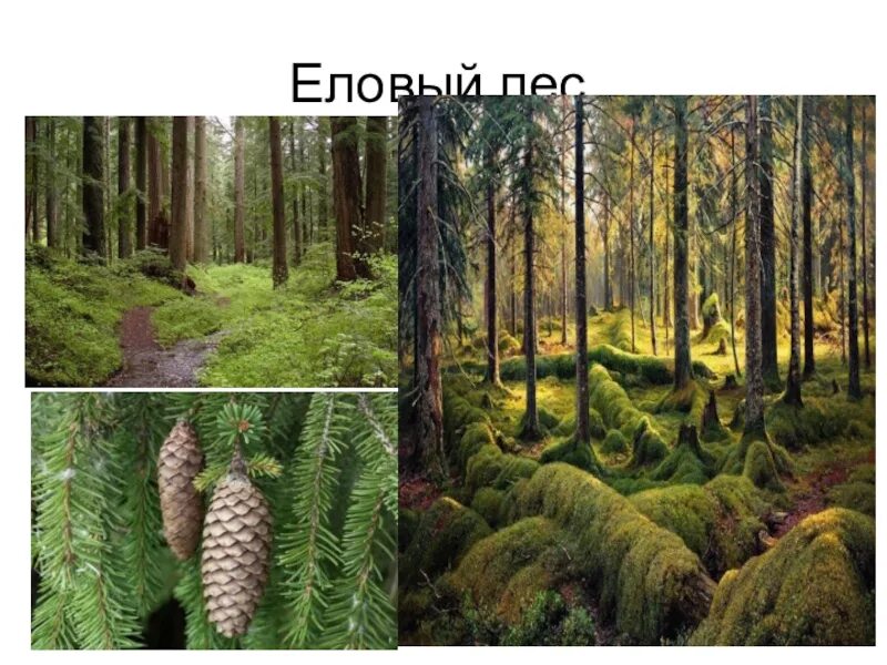 Сообщества леса примеры. Еловый лес фитоценоз. биоценоз елового леса. сообщество хвойного леса. растения ельника.