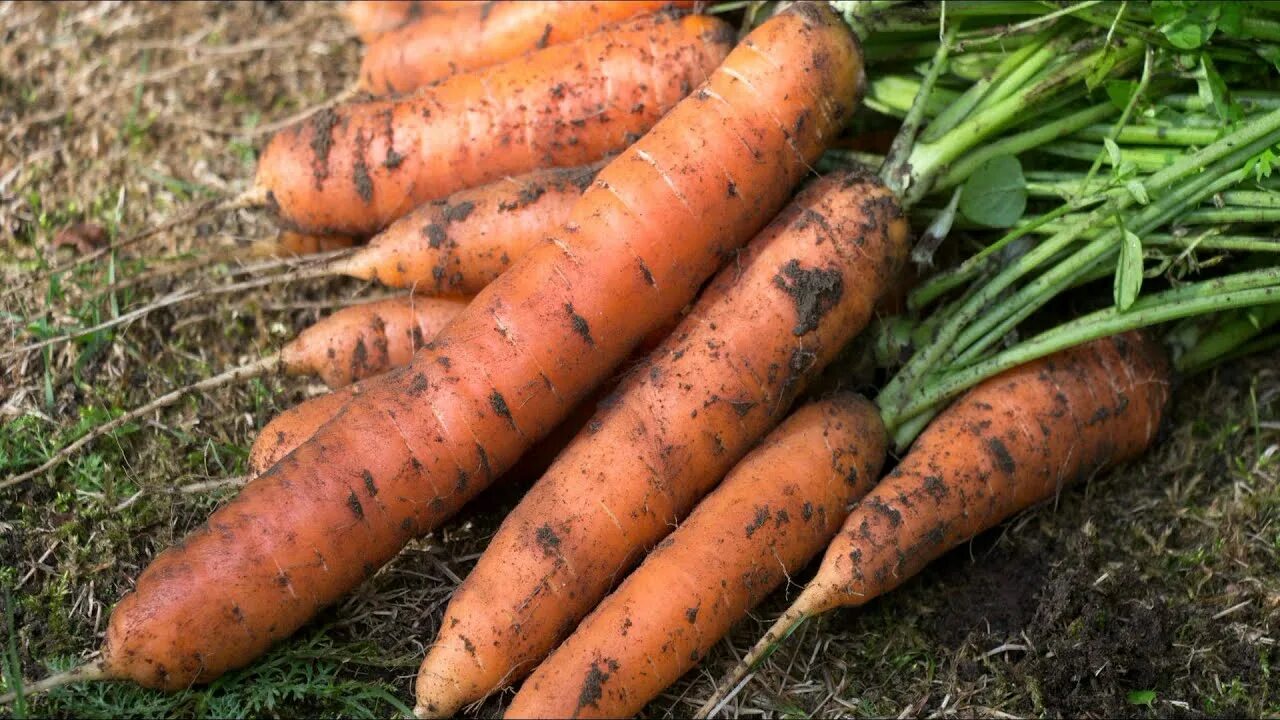 Можно ли перед посадкой моркови. Морковь Берски. Морковь в огороде. Моркови посевной. Морковь посевная огород.