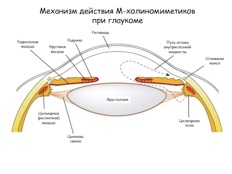 Ресничная мышца глаза функции. Механизм оттока внутриглазной жидкости. Иннервация Радужки и цилиарного тела. Механизм действия м холиномиметиков на глаз. Увеосклеральный отток внутриглазной жидкости.