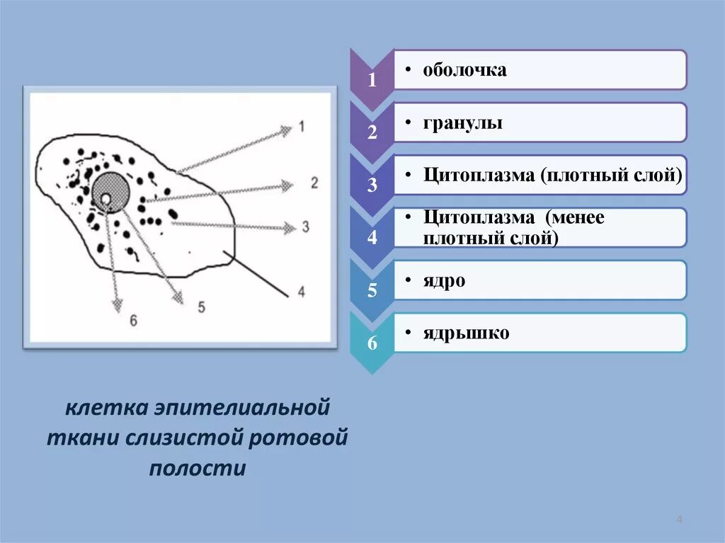 Клетки слизистой полости рта. Строение клетки эпителиальной ткани. Клетки буккального эпителия строение. Клетки эпителия ротовой полости цитоплазма. Строение клеток эпителия ротовой полости.