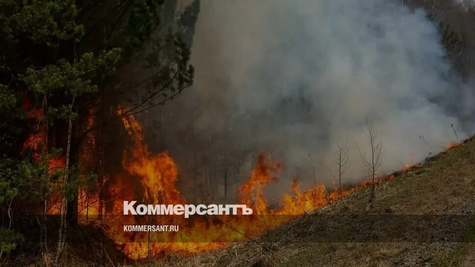 Стихийные бедствия с огнем. Горящее дерево. Лесной пожар при котором. Лесной пожар эстетика. Лесной пожар при котором.