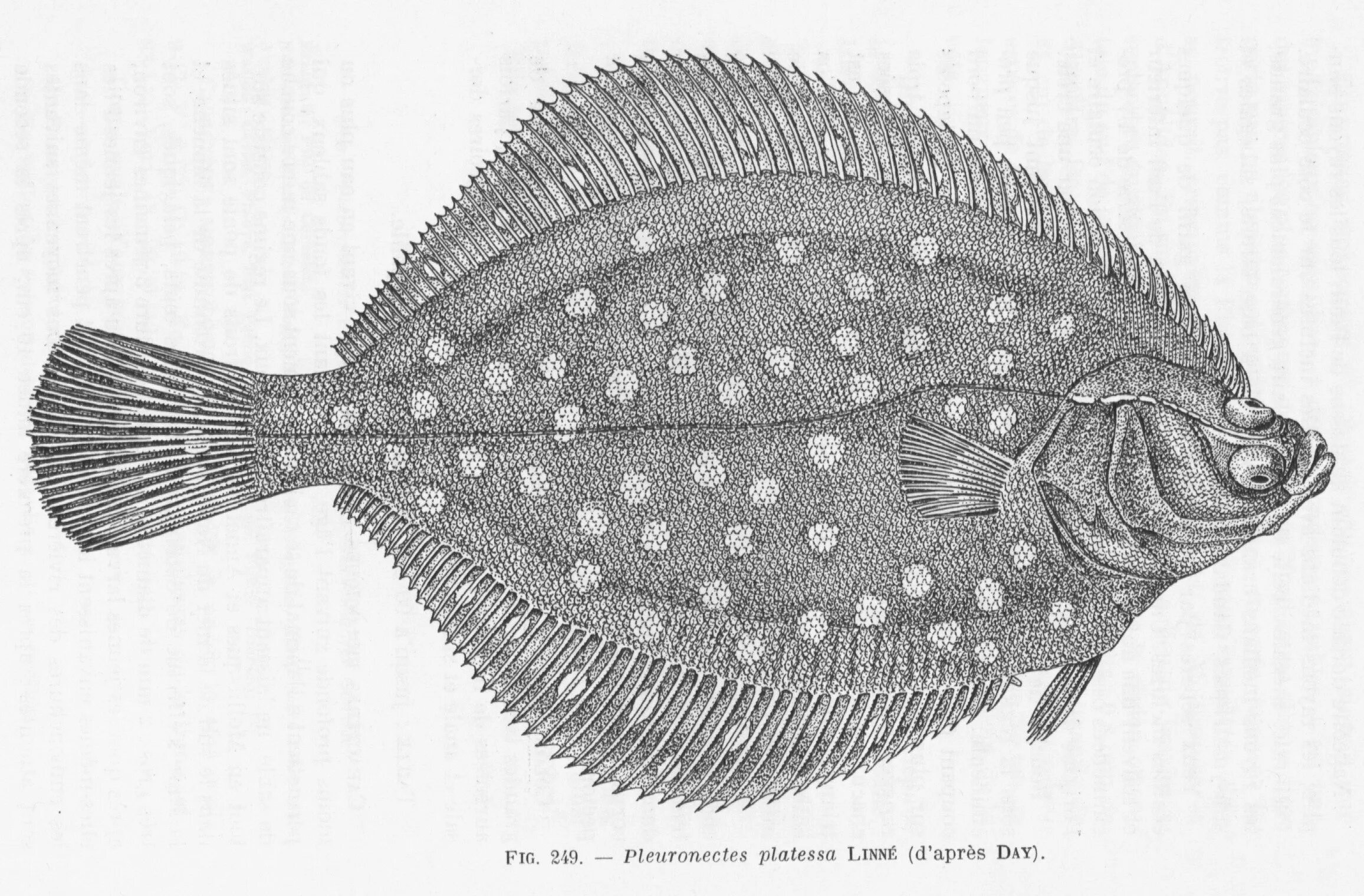 Укажите тип симметрии животного рыба. Камбала pleuronectes platessa. Морская камбала (pleuronectes platessa). Камбала тюрбо. Остроголовая камбала.