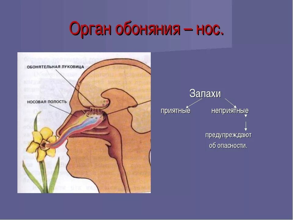 Чувствую запахи форум. Нос орган обоняния 3 класс окружающий мир проект. Орган обоняния 3 класс окружающий мир. Органы обоняния доклад. Обоняние презентация.