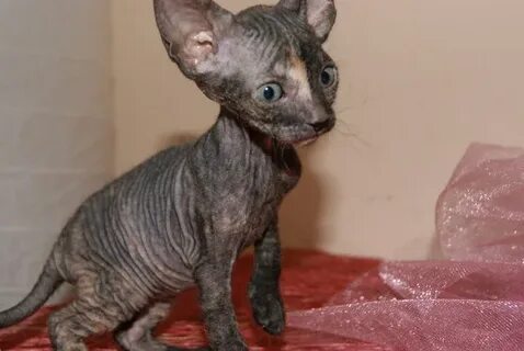 Котята сфинкс с шерстью