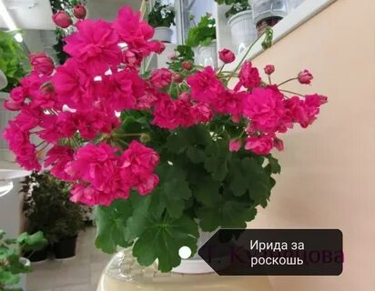 Пеларгония роскошь