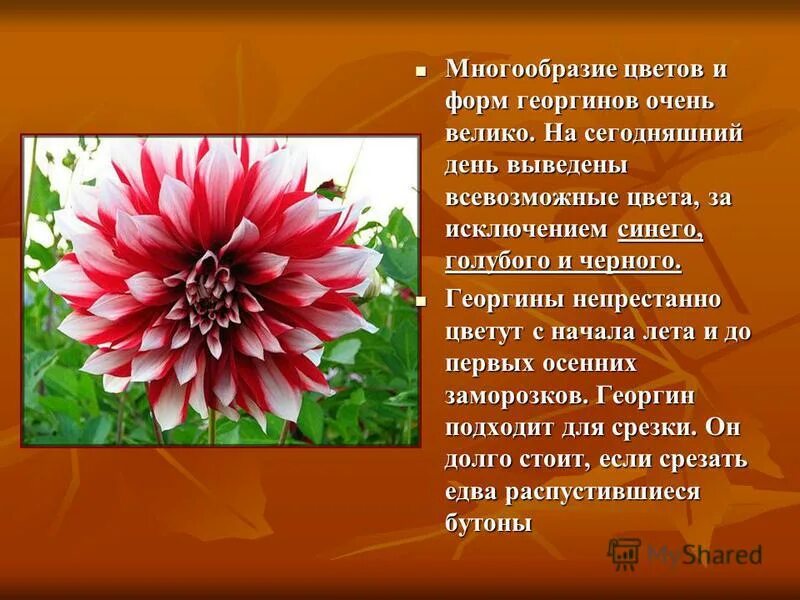 единственное число слова георгины