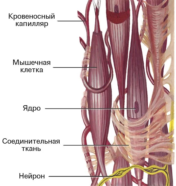 Иннервирует гладкие мышцы. Гладкомышечное волокно строение. Строение гладких мышечных волокон. Гладкая мышечная ткань строение. Строение гладкой мышечной ткани структура.