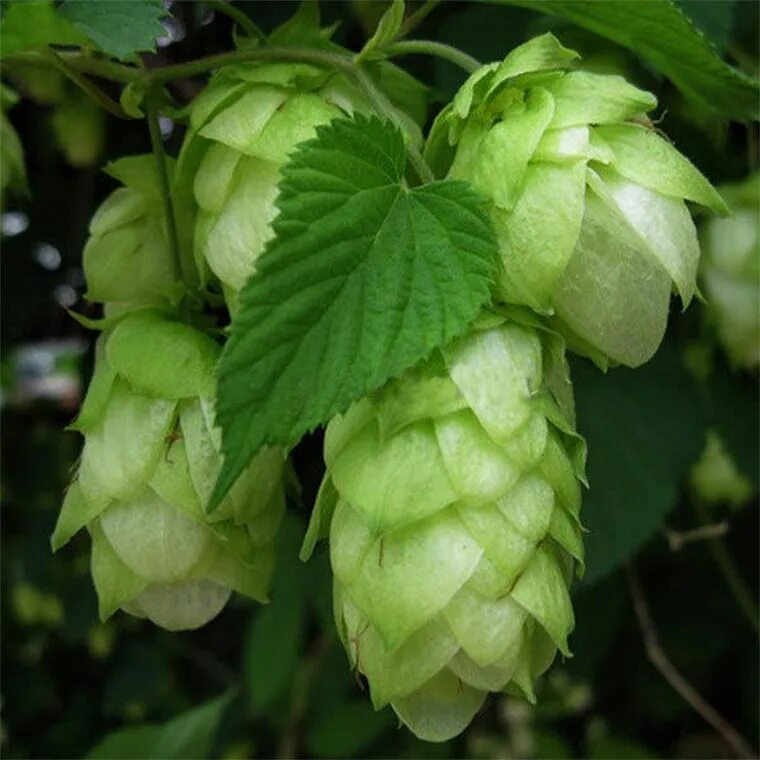 Как выглядит хмель. Хмель/humulus. хмель обыкновенный (humulus lupulus). хмель обыкновенный   húmulus lúpulus.