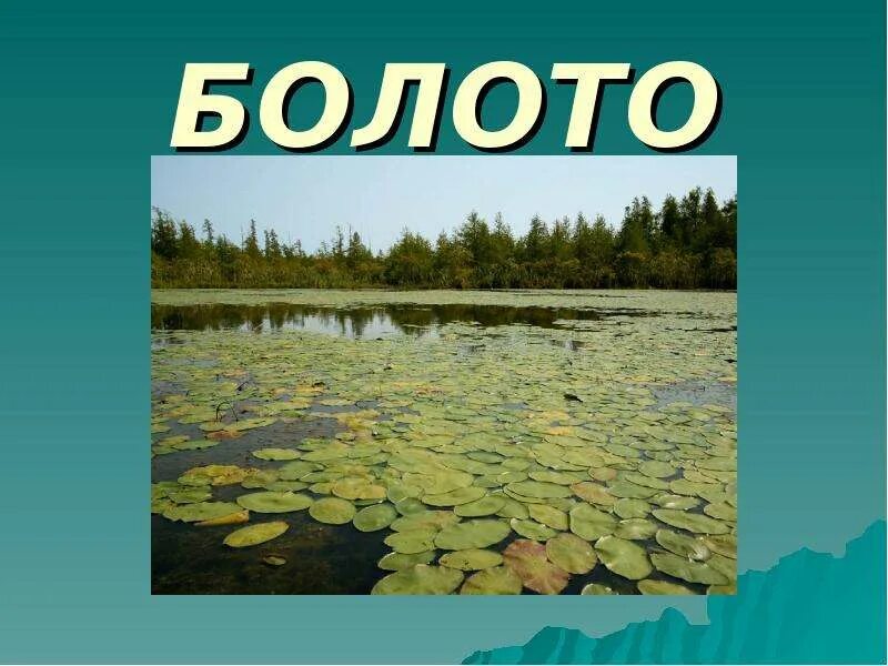 Болотная тема. Болото. Болота доклад. Болото для детей обитатели болота. Болото рисунок.