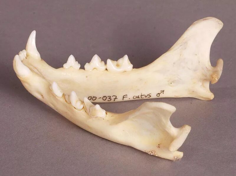 Bone bone cat