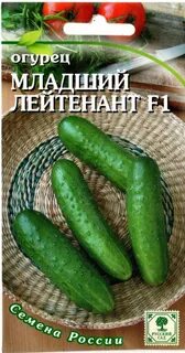 Огурец вятский