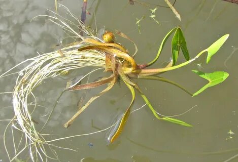 Корни водных растений