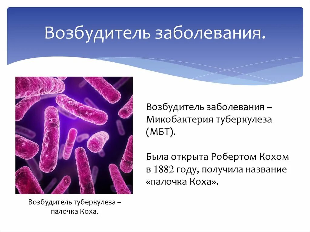 Заболевание туберкулез вызывают бактерии. Микобактерия туберкулеза палочка Коха. Микобактерии возбудители туберкулеза. Возбудитель туберкулеза микробиология. Микобактерия палочки Коха.