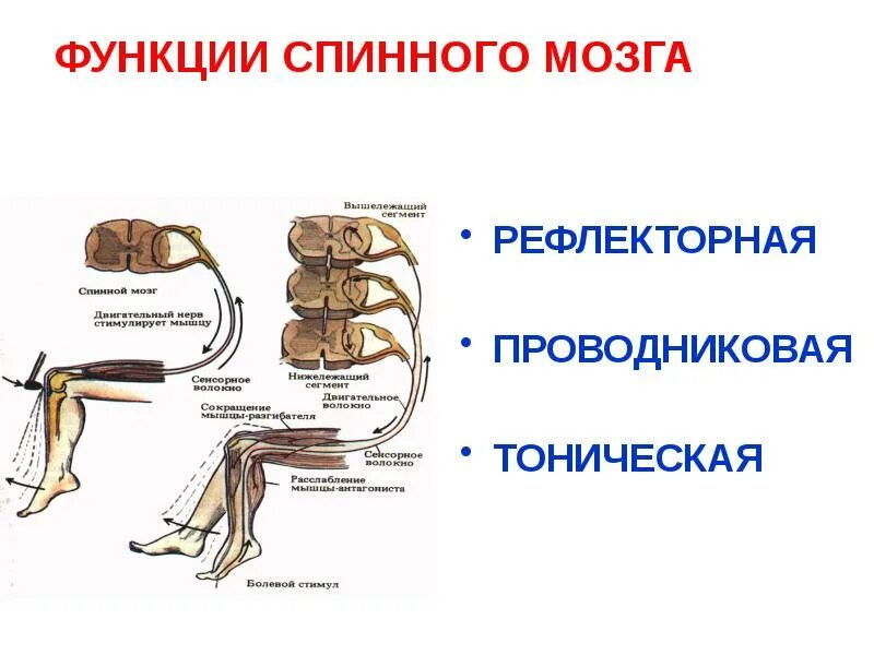 Выполняет рефлекторную и проводниковую функцию мозг. Рефлекторная функция спинного мозга физиология. Строение спинного мозга рефлекс. Характеристика рефлекторной функции спинного мозга. Рефлекторные и проводниковые функции спинного мозга физиология.