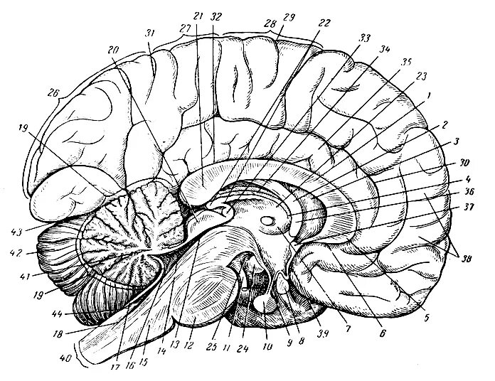 Сагиттальный срез головного мозга. Сагиттальный срез мозга анатомия. Сагиттальный разрез головного мозга анатомия. Схема сагиттального разреза головного мозга. Головной мозг 7 класс