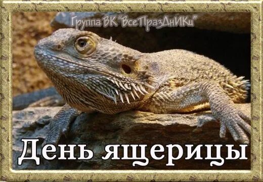 14 августа день ящерицы картинки. День ящерицы. Картинка всемирный день ящерицы. Белая ящерица на дне моря. Сегодня всемирный день ящерицы.