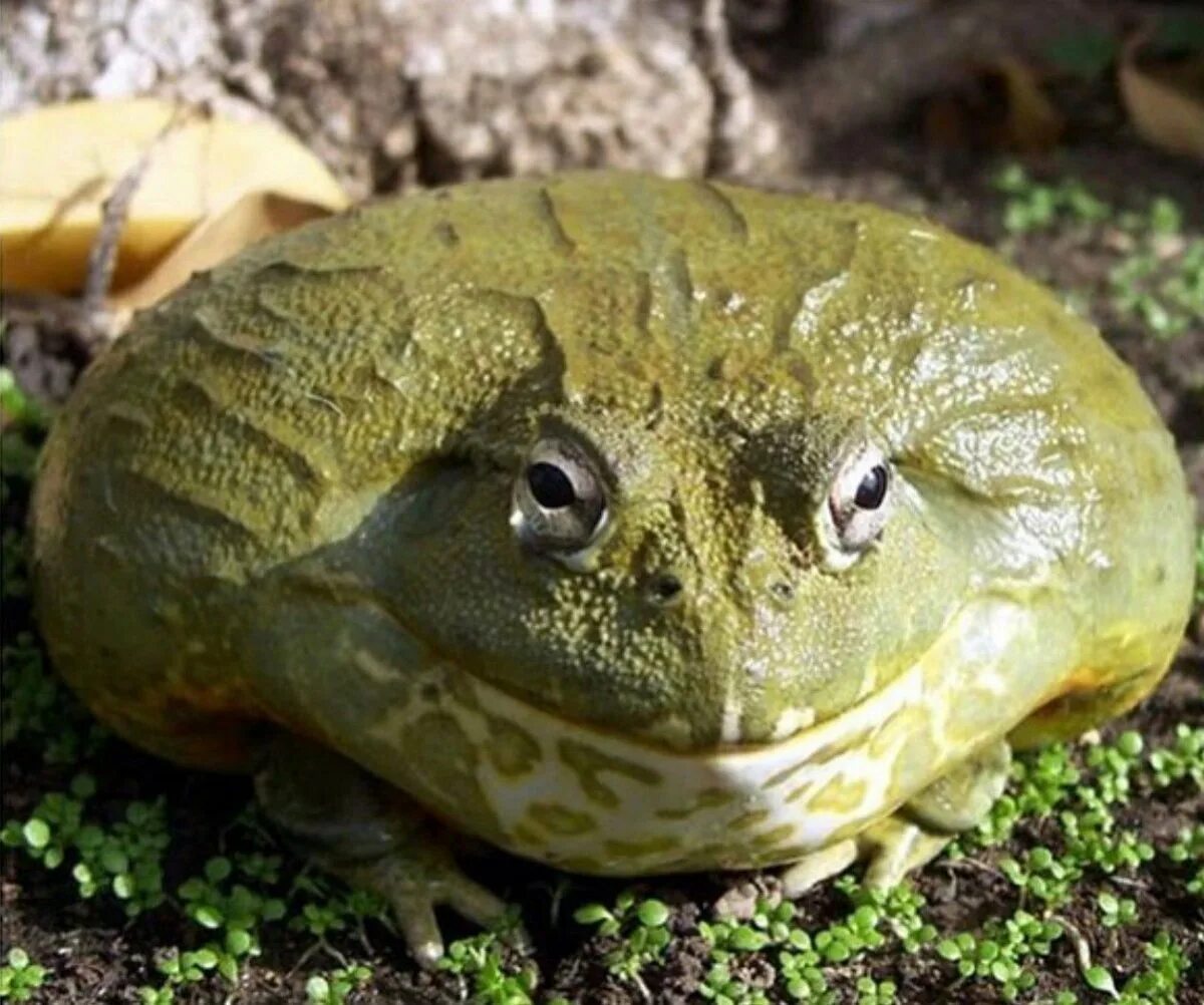 Лягушка бык водонос. Африканский водонос лягушка. Лягушка-водонос (Pyxicephalus adspersus).