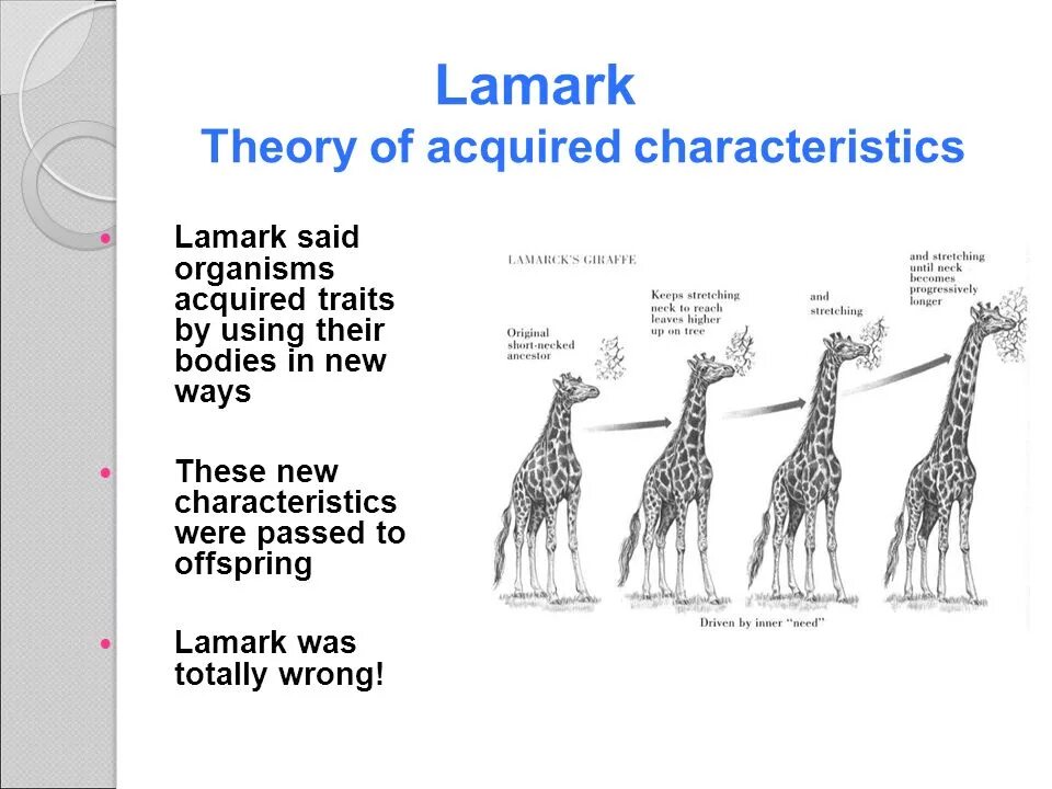 Как ламарк объяснял многообразие видов и приспособленность. Эволюционная теория жана Батиста Ламарка лестница. Классификация по Ламарку. Ламарк классификация живых организмов.