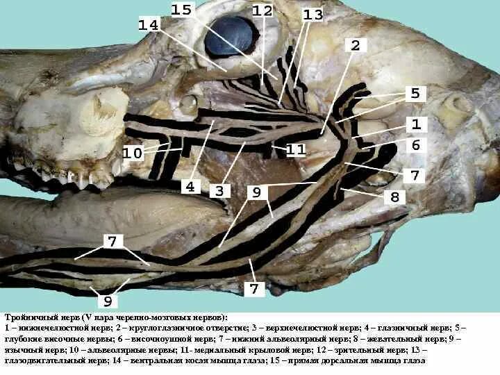 Черепные нервные узлы. Тройничный нерв анатомия животных. Тройничный нерв КРС. Блокада глазничного нерва у КРС. Тройничный нерв у животных.