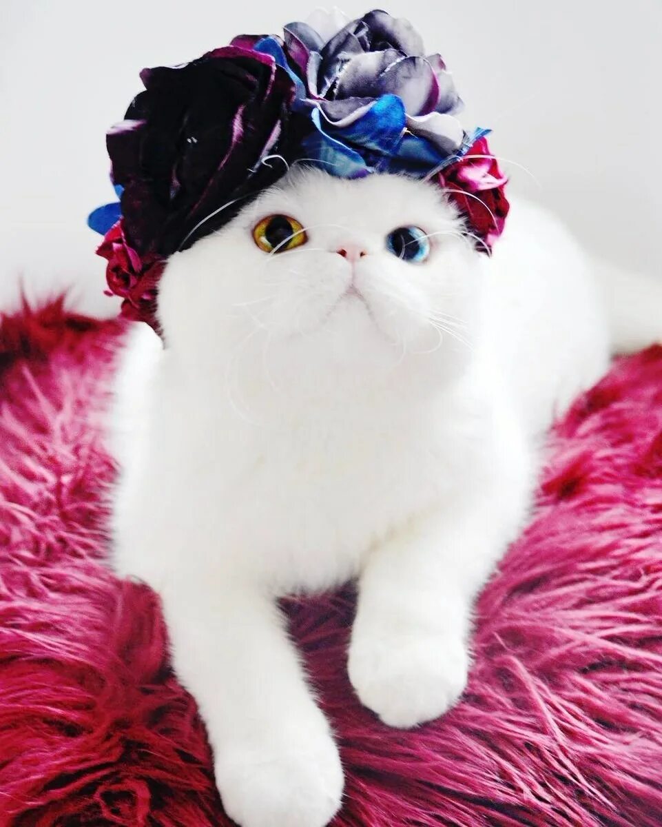Стильная кошка. Красивые кошечки. Самые красивые кошки. Красивая модная кошка.