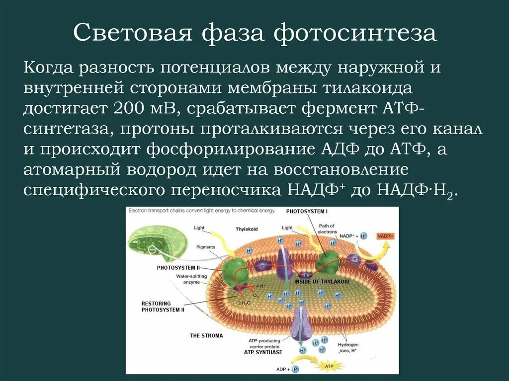 Схема световой фазы фотосинтеза фотосистема 1 и фотосистема 2. Фотосинтез на мембранах тилакоидов. Световая фаза фотосинтеза биология 10 класс. Световая фаза фотосинтеза фотосистемы 1 и 2. В световой фазе фотосинтеза используется