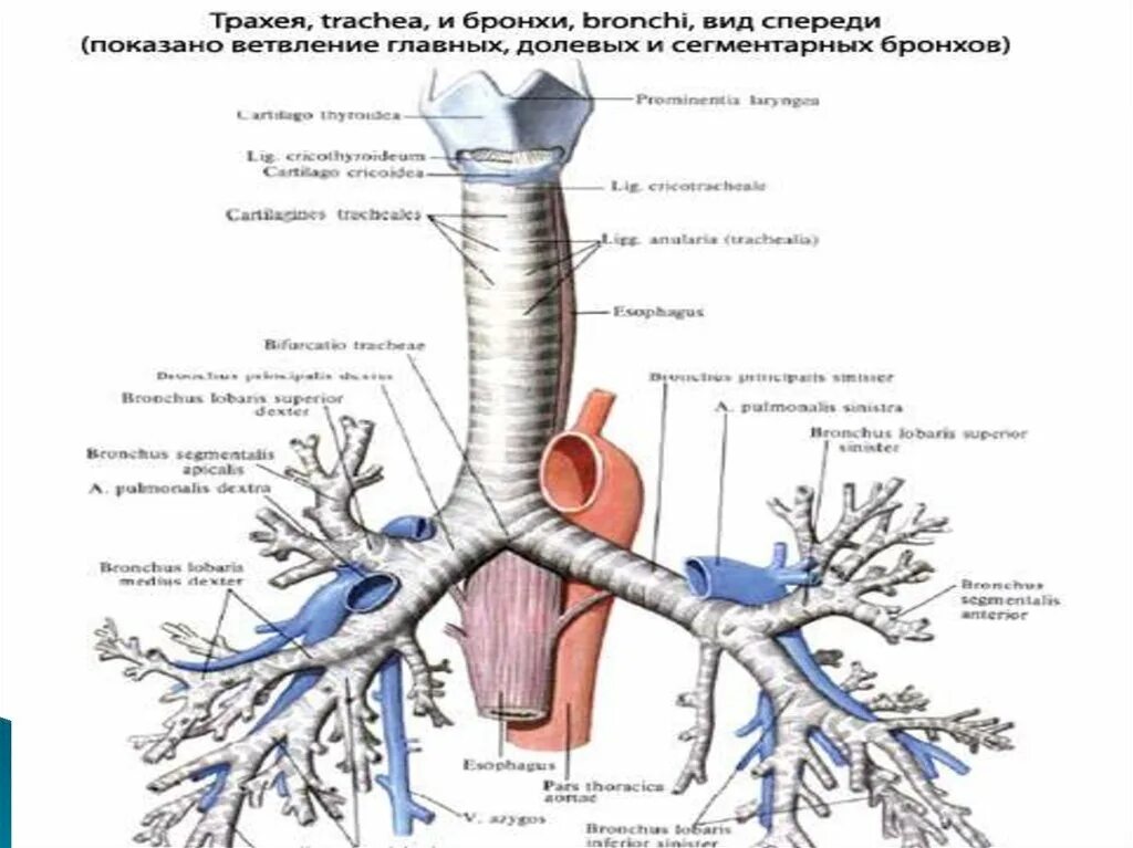 Дыхательная система трахея анатомия человека. Топография бронхиального дерева. Гортань трахея бронхи анатомия. Бронхи трахеи легкие схема. Строение и функции трахеи и легких