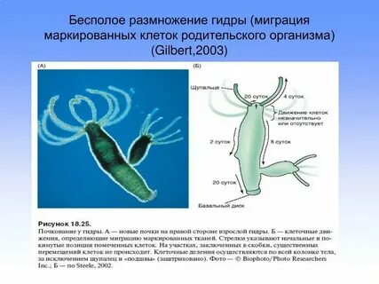Вставьте в текст размножение пресноводной гидры