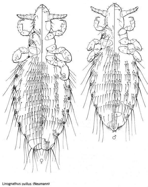 Головная вошь. Linognathus vituli. Головная платяная и лобковая вошь. Linognathus setosus.