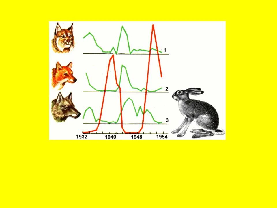 Паразит хозяин 2 хищник жертва. Популяционные волны, "волны жизни"(с. с. Четвериков) -. Популяционные волны это в биологии. Колебания численности хищников и жертв. Популяционные волны примеры.