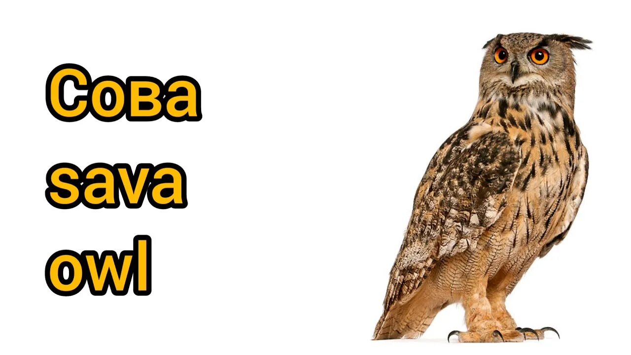 Сова на татарском. Сова по английскому. филин по английскому. срва по английскому языку. совята по английскому.