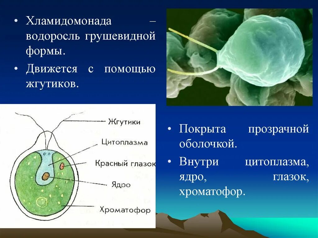 Строение водоросли хламидомонады. Строение клетки хламида Монада. Одноклеточная водоросль хламидомонада. Водоросль хламида Монада.