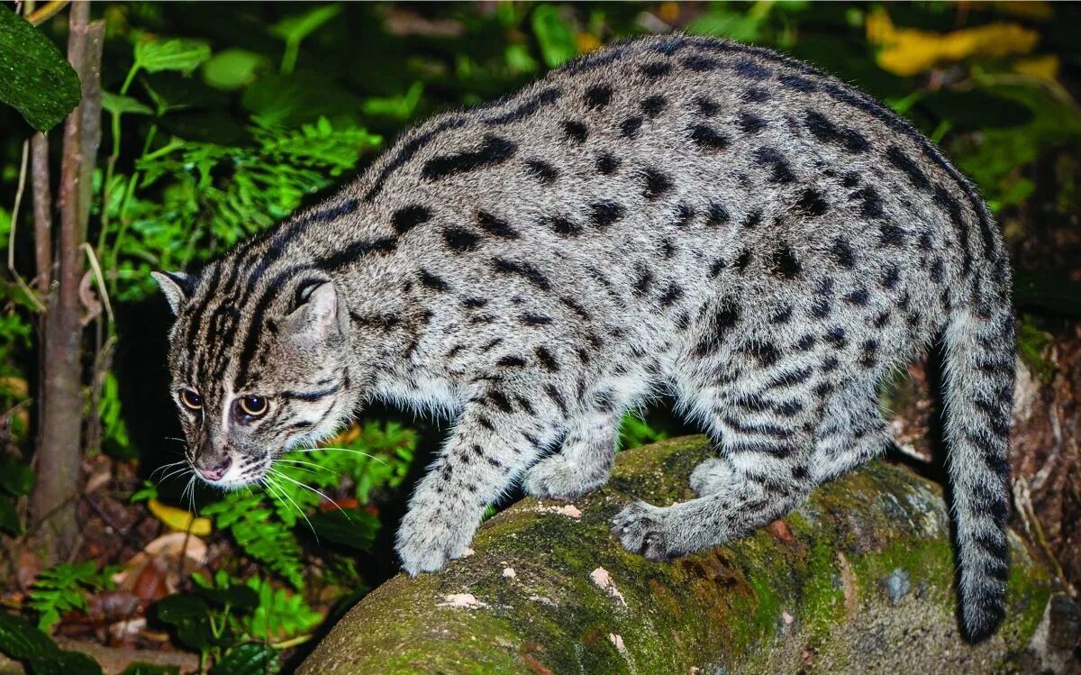 Суматранский леопард. Бенгальский камышовый кот. Камышовый кот Оцелот. Бенгальская кошка Дикая. Серая кошка с черными пятнами
