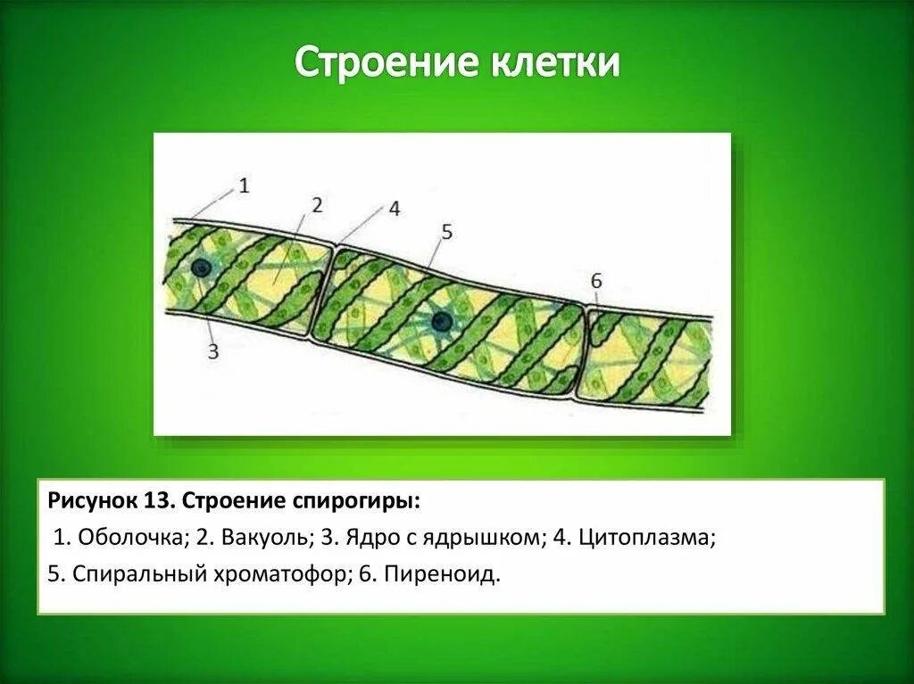 Хлоропласт спирогиры. Клетка спирогиры под микроскопом. многоклеточная водоросль спирогира. части клетки спирогиры оболочка. строение таллома спирогиры.