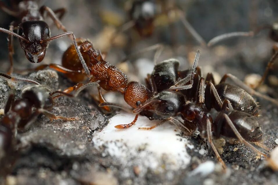 Садовые муравьи. Муравьи в огороде. Муравьи на даче. Борьба с муравьями.
