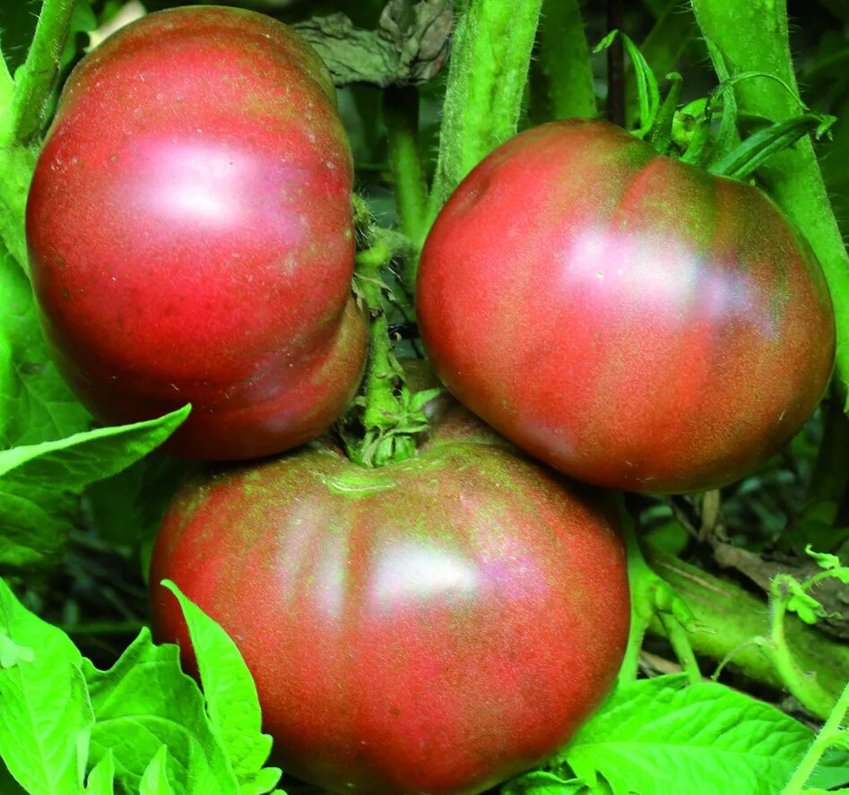 томат смуглянка