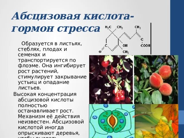 Гормон роста образуется в. Абсцизовая кислота фитогормон. абсцизовая кислота формула. абсцизовая кислота для растений. абсцизовая кислота гормон растений который.