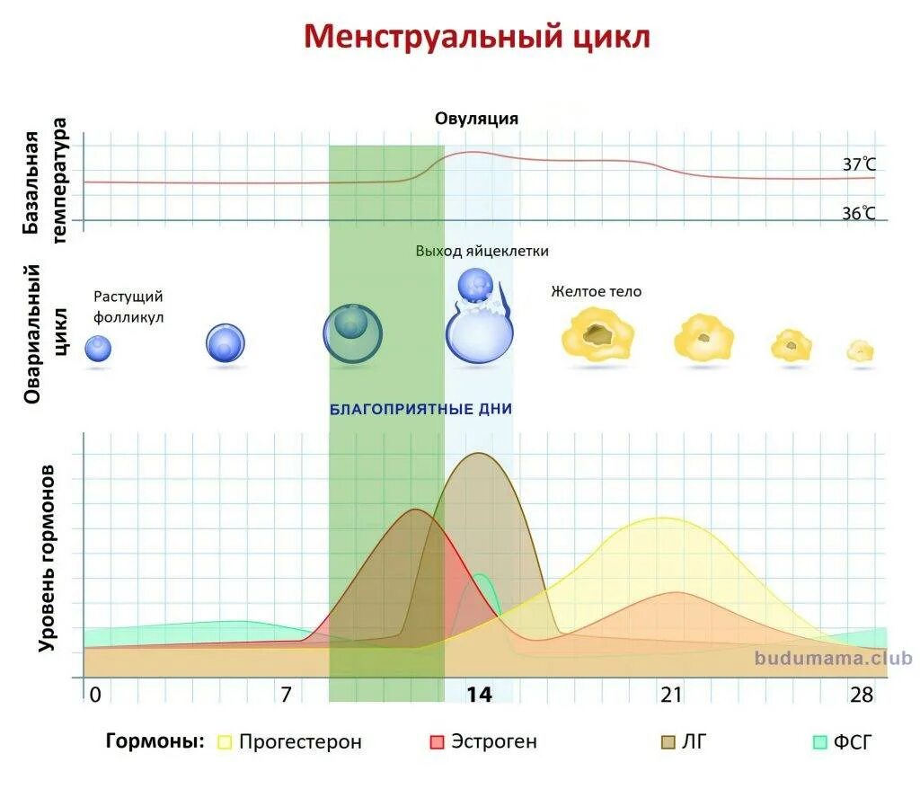 Рассчитать месячные. Цикл менструационного цикла и овуляция. График менструационного цикла и овуляции. Овуляция это. Овуляция схема.