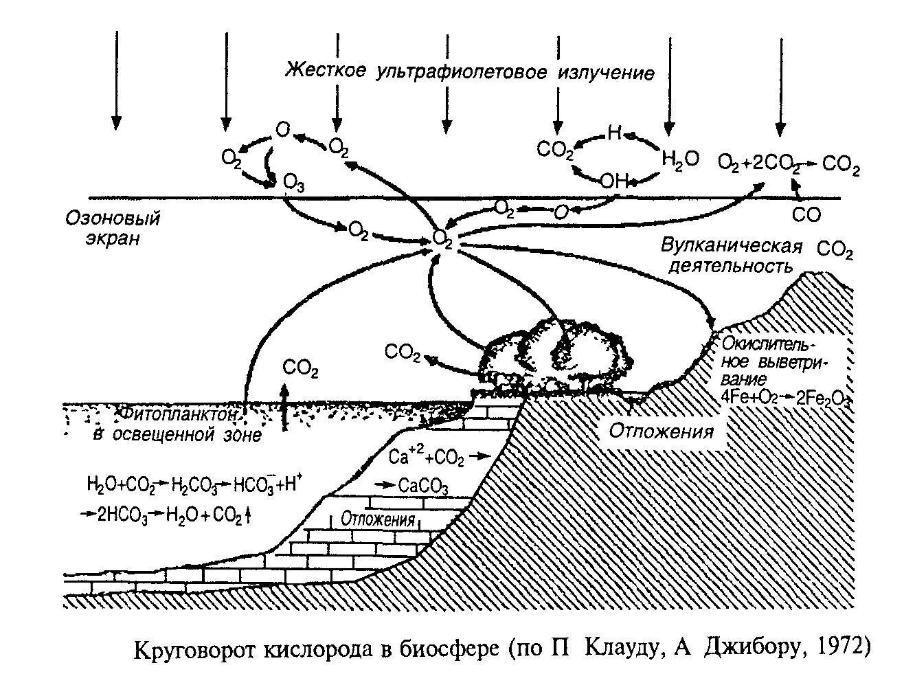 Круговорот кислорода (по е. а. Криксунову и др., 1995). Схема круговорота кислорода в биосфере схема. Круговорот кислорода в биосфере схема. Биогеохимический цикл кислорода схема. Важную роль накопления кислорода в атмосфере играют