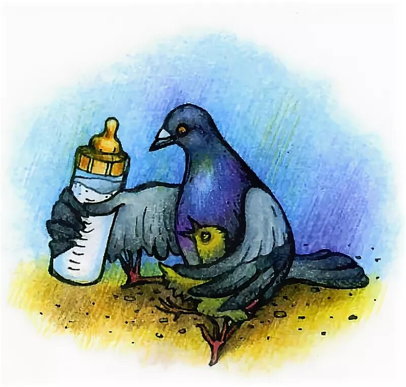 птенец горлицы. птицы кормят молоком. голубь кормит своих птенцов. птицы которые дают молоко. домовый воробей слеток.